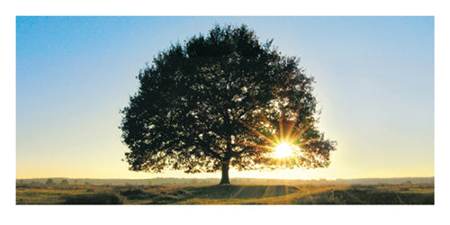 Framed Art Lonely Tree in De Hoge Veluwe, the Netherlands by Jan Lens