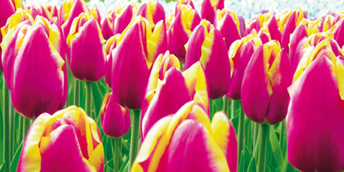 Framed Art Tulips by Jan Lens | 19 3/4 x 39 1/2