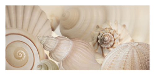 Shells I by Jan Lens | 19 3/4 x 39 1/2 Fine Art Print