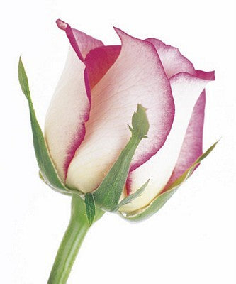 Rose in Bloom by Tim Smith | 23 1/2 x 19 3/4 Fine Art Print