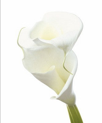 Lily in Bloom II by Photography Collection | 23 1/2 x 19 3/4 Fine Art Print