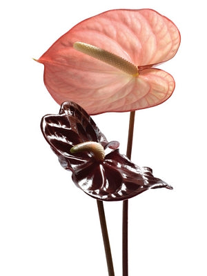 Anthurium by Ben Davies | 31 1/2 x 23 1/2 Fine Art Print