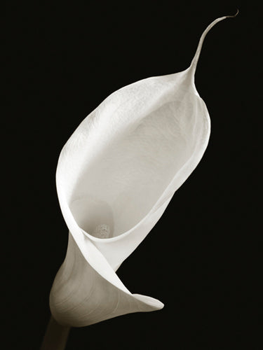 Calla I by Ben Davies | 31 1/2 x 23 1/2 Fine Art Print
