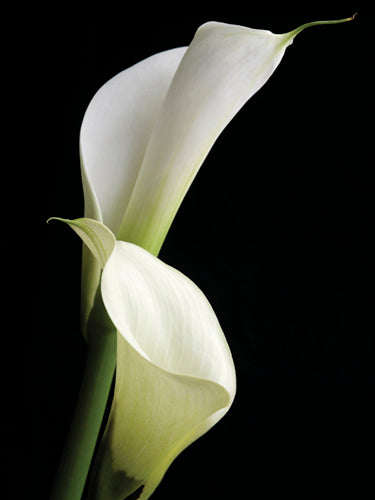 Calla II by Ben Davies | 31 1/2 x 23 1/2 Fine Art Print