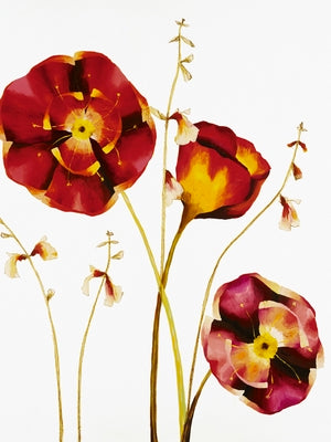Poppies by Julia Ogden | 31 1/2 x 23 1/2 Fine Art Print