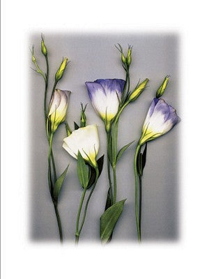 Blue Lizzianthus by Bruce Brown | 31 1/2 x 23 1/2 Fine Art Print