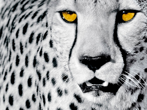 Framed Art White Cheetah by Rocco Sette | 23 1/2 x 31 1/2
