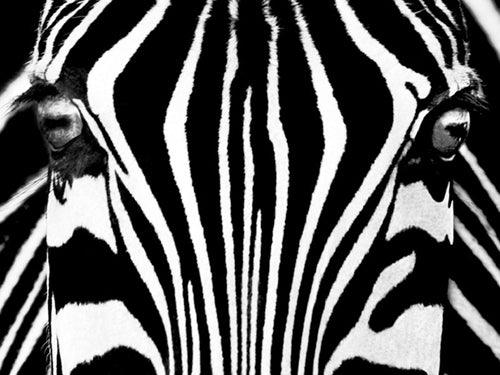 Framed Art Black & White I by Rocco Sette | 23 1/2 x 31 1/2