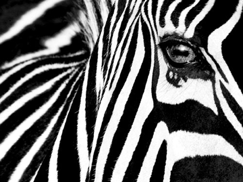 Black & White II by Rocco Sette | 23 1/2 x 31 1/2 Fine Art Print