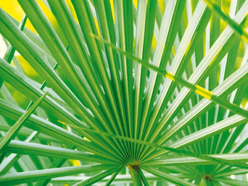 Palm Leaf by Jan Lens | 23 1/2 x 31 1/2 Fine Art Print
