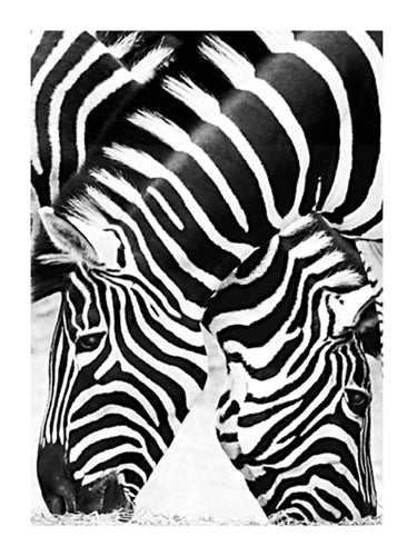 Two Zebras by Paolo Peluchetti | 31 1/2 x 23 1/2 Fine Art Print