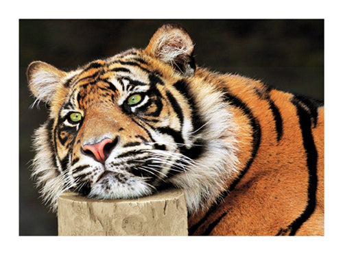 Framed Art Lazy Tiger by Tony Wallbank | 23 1/2 x 31 1/2