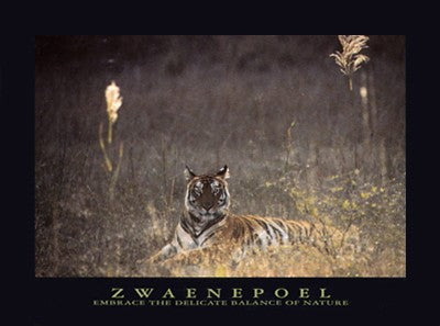 Bengal Tiger by Jean-Pierre Zwaenepoel | 23 1/2 x 31 1/2 Fine Art Print