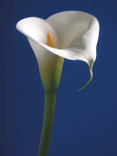 Calla on Blue I by Alex Sedgwick | 31 1/2 x 23 1/2 Fine Art Print