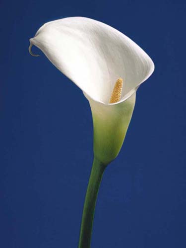 Calla on Blue II by Alex Sedgwick | 31 1/2 x 23 1/2 Fine Art Print