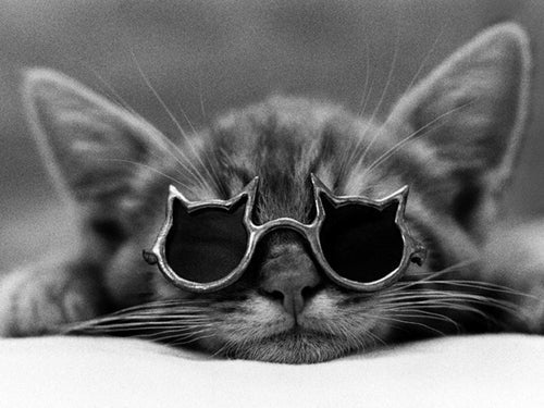 Framed Art Cool Cat I by Photography Collection | 23 1/2 x 31 1/2