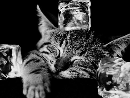 Cool Cat II by Photography Collection | 23 1/2 x 31 1/2 Fine Art Print