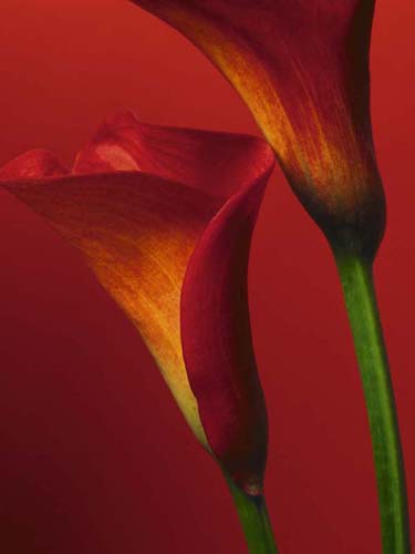 Framed Art Red Calla Lilies by Photography Collection | 31 1/2 x 23 1/2