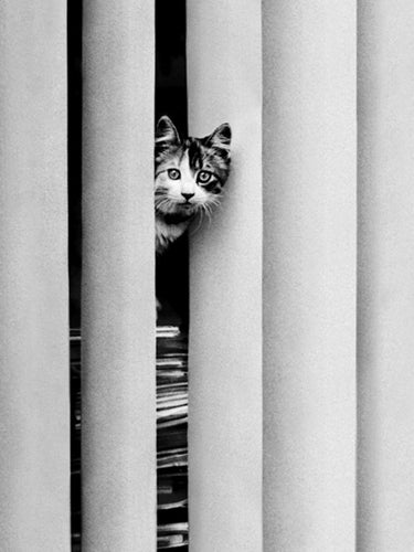 Chat Curieux by Eduoard Golbin | 31 1/2 x 23 1/2 Fine Art Print