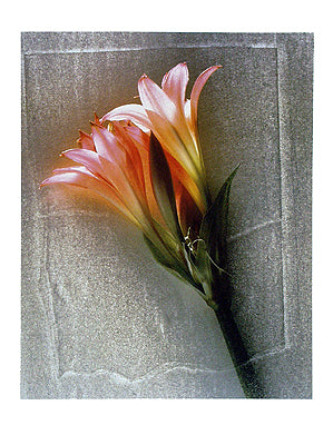 Amarylis by Shoji Yoshida | 31 1/2 x 23 1/2 Fine Art Print