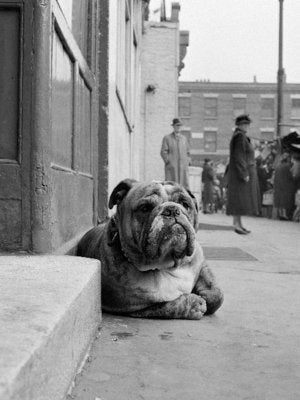 Framed Art Lazy Bulldog at Camden Town by John Gay | 31 1/2 x 23 1/2
