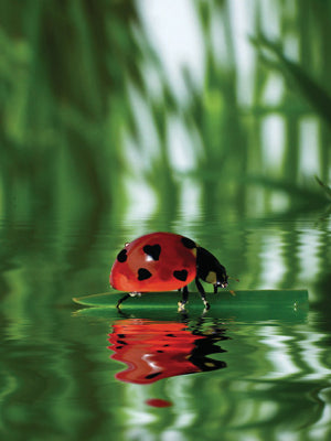 Framed Art Marienkäfer (Ladybug) by Stefan Körber | 31 1/2 x 23 1/2