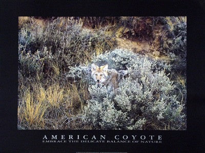 American Coyote by Michael Francis | 23 1/2 x 31 1/2 Fine Art Print