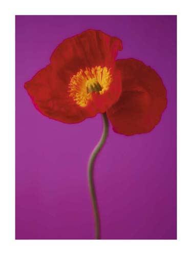 Red Poppy by Masao Ota | 31 1/2 x 23 1/2 Fine Art Print