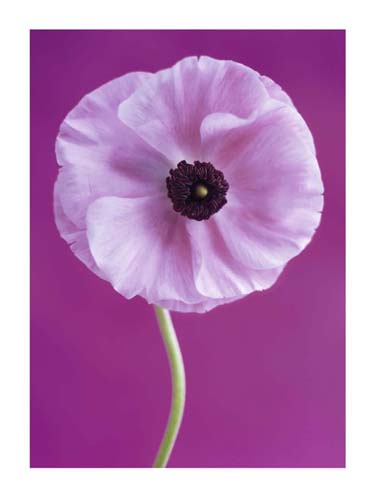 White Poppy by Jeanene Scott | 31 1/2 x 23 1/2 Fine Art Print