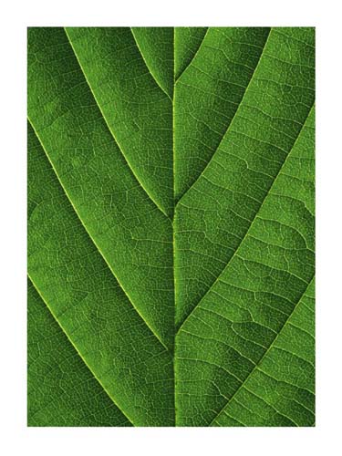 Verdant Form I by Laurent Bessol | 31 1/2 x 23 1/2 Fine Art Print