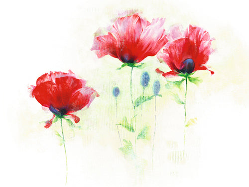 Red Poppies II by Andrea Fontana | 23 1/2 x 31 1/2 Fine Art Print