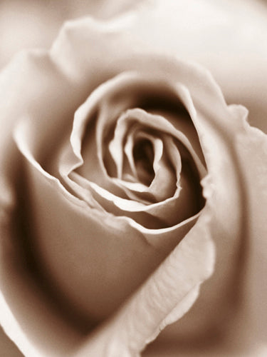 Heart of the Rose by Sue Kennedy | 31 1/2 x 23 1/2 Fine Art Print