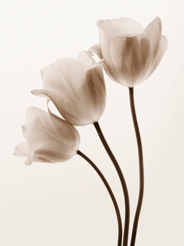Composition with Three Tulips by Tim Smith | 31 1/2 x 23 1/2 Fine Art Print