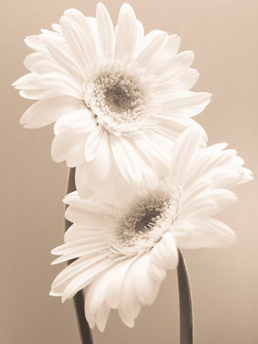 Two Daisies by Carol Sharp | 31 1/2 x 23 1/2 Fine Art Print