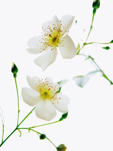 Shades in Nature by Bryce Atwell | 31 1/2 x 23 1/2 Fine Art Print