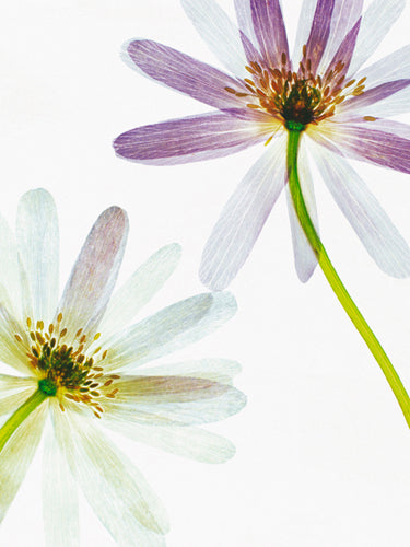 Translucence by Jay Cowie | 31 1/2 x 23 1/2 Fine Art Print