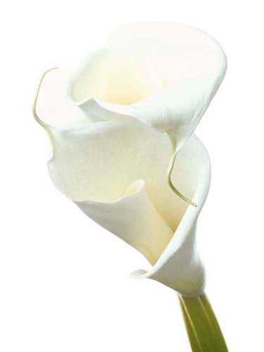 Lily in Bloom II by Photography Collection | 31 1/2 x 23 1/2 Fine Art Print