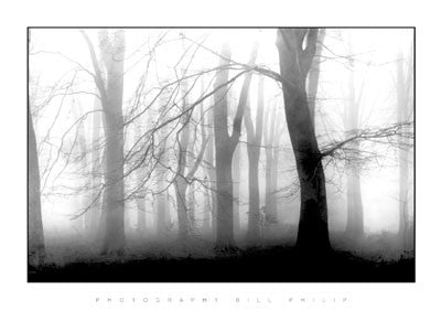 Misty Morning by Bill Philip | 23 1/2 x 31 1/2 Fine Art Print