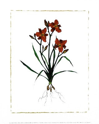 Ruby Throat Daylily by Morgan Kari | 11 3/4 x 9 1/2 Fine Art Print