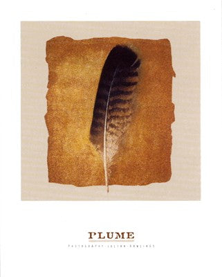 Plume by Julyan Rawlings | 11 3/4 x 9 1/2 Fine Art Print