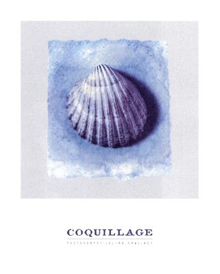 Coquillage by Julyan Rawlings | 11 3/4 x 9 1/2 Fine Art Print