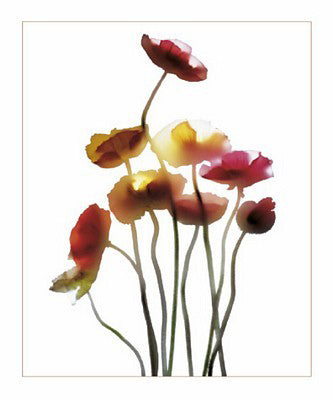 Poppies by Anna Halm-Schudel | 11 3/4 x 9 1/2 Fine Art Print