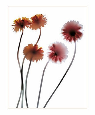 Gerbera by Anna Halm-Schudel | 11 3/4 x 9 1/2 Fine Art Print