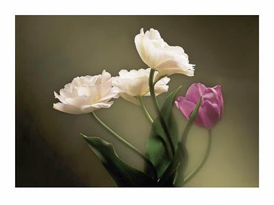 Tulips by Don Mason | 9 1/2 x 11 3/4 Fine Art Print