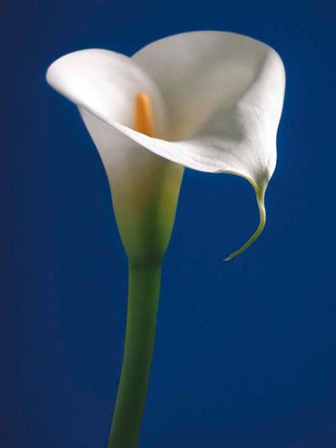 Calla on Blue I by Alex Sedgwick | 11 3/4 x 9 1/2 Fine Art Print