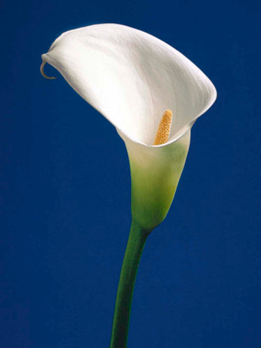 Calla on Blue II by Alex Sedgwick | 11 3/4 x 9 1/2 Fine Art Print