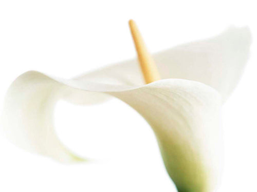 Calla on White by Den Reader | 9 1/2 x 11 3/4 Fine Art Print