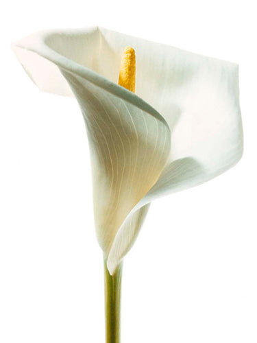 Lily in Bloom I by Photography Collection | 11 3/4 x 9 1/2 Fine Art Print