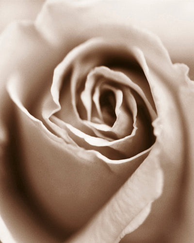 Heart of the Rose by Sue Kennedy | 11 3/4 x 9 1/2 Fine Art Print