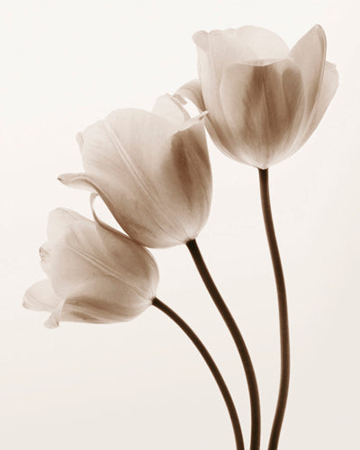 Composition with Three Tulips by Tim Smith | 11 3/4 x 9 1/2 Fine Art Print